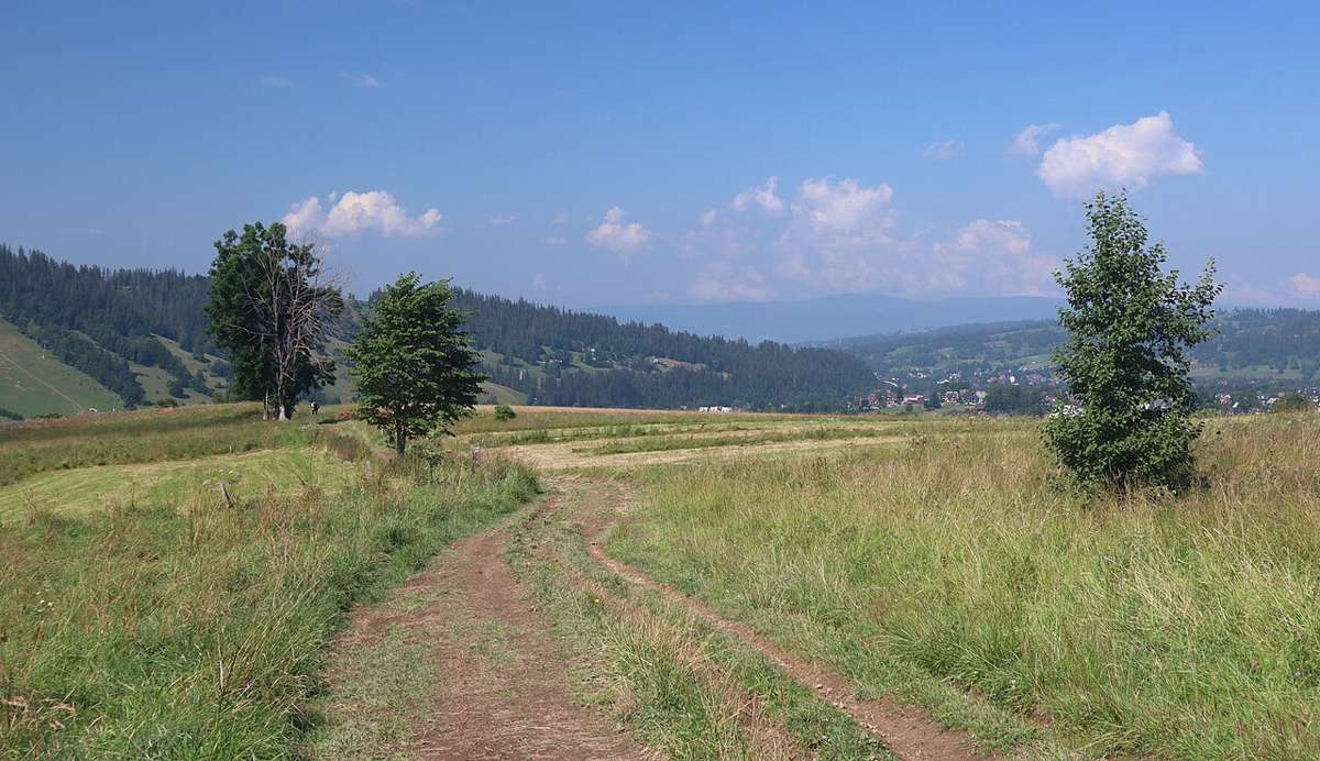Mountain meadow near Zakopane