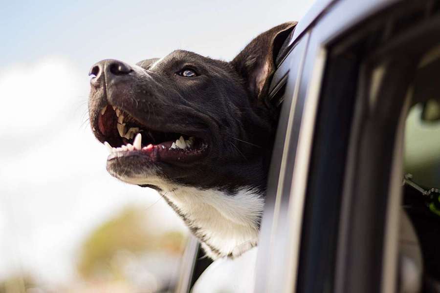 Dog sitting in a car