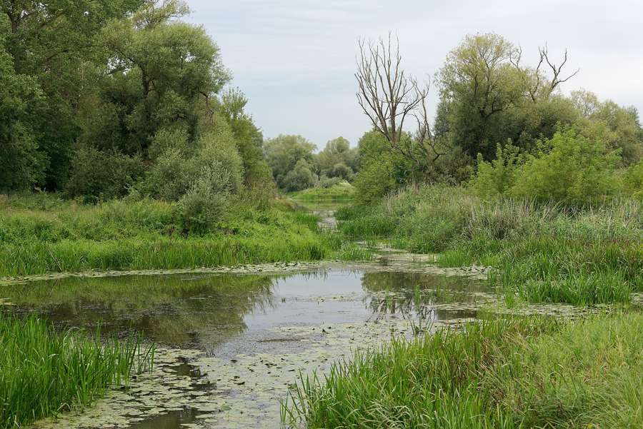 Flooded meadows and reedbeds at Rozlewisko Postomii in Ujscie Warty National Park
