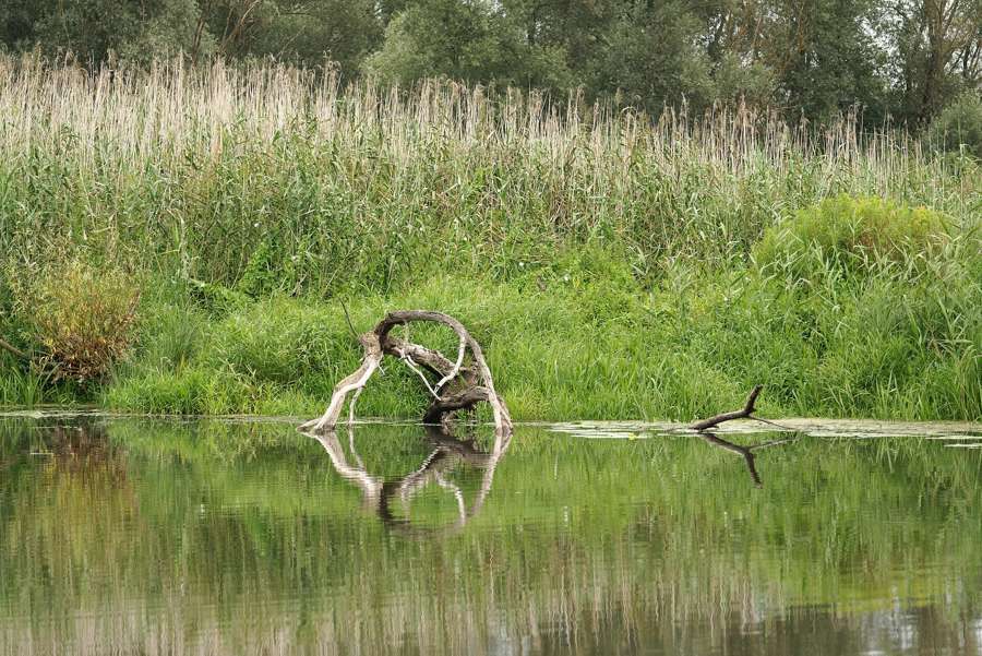 Flooded meadows and reedbeds in Ujście Warty National Park