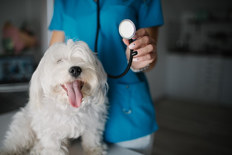 A dog with a veterinary professional holding a stethoscope in an October 2021 photograph