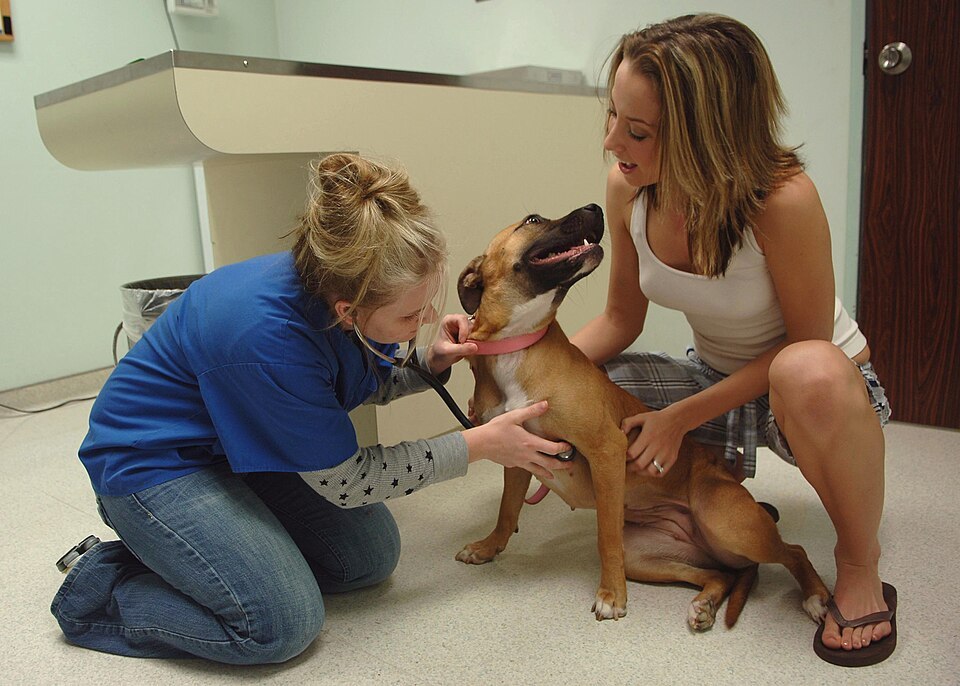 Veterinary technician checking a dog at Yokota Air Base in May 2007