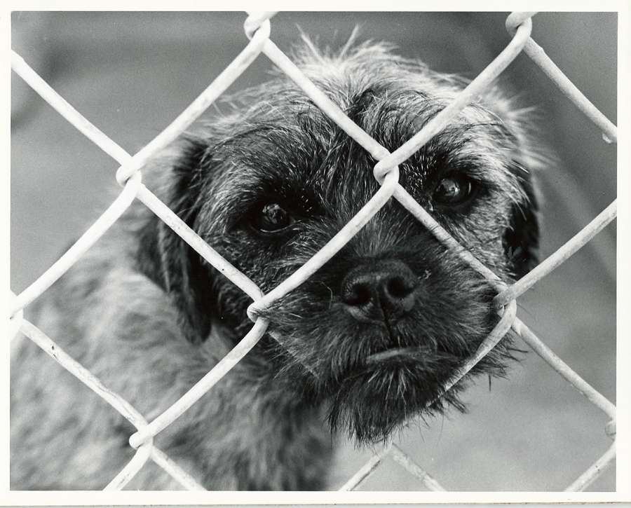 Shelter dog looking through a chain-link fence