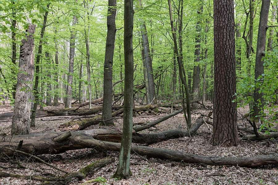 Tall trees and fallen logs in the Kabaty Forest on the southern edge of Warsaw