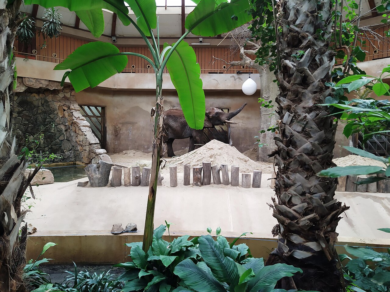 An elephant inside the elephant house pavilion at Warsaw Zoo