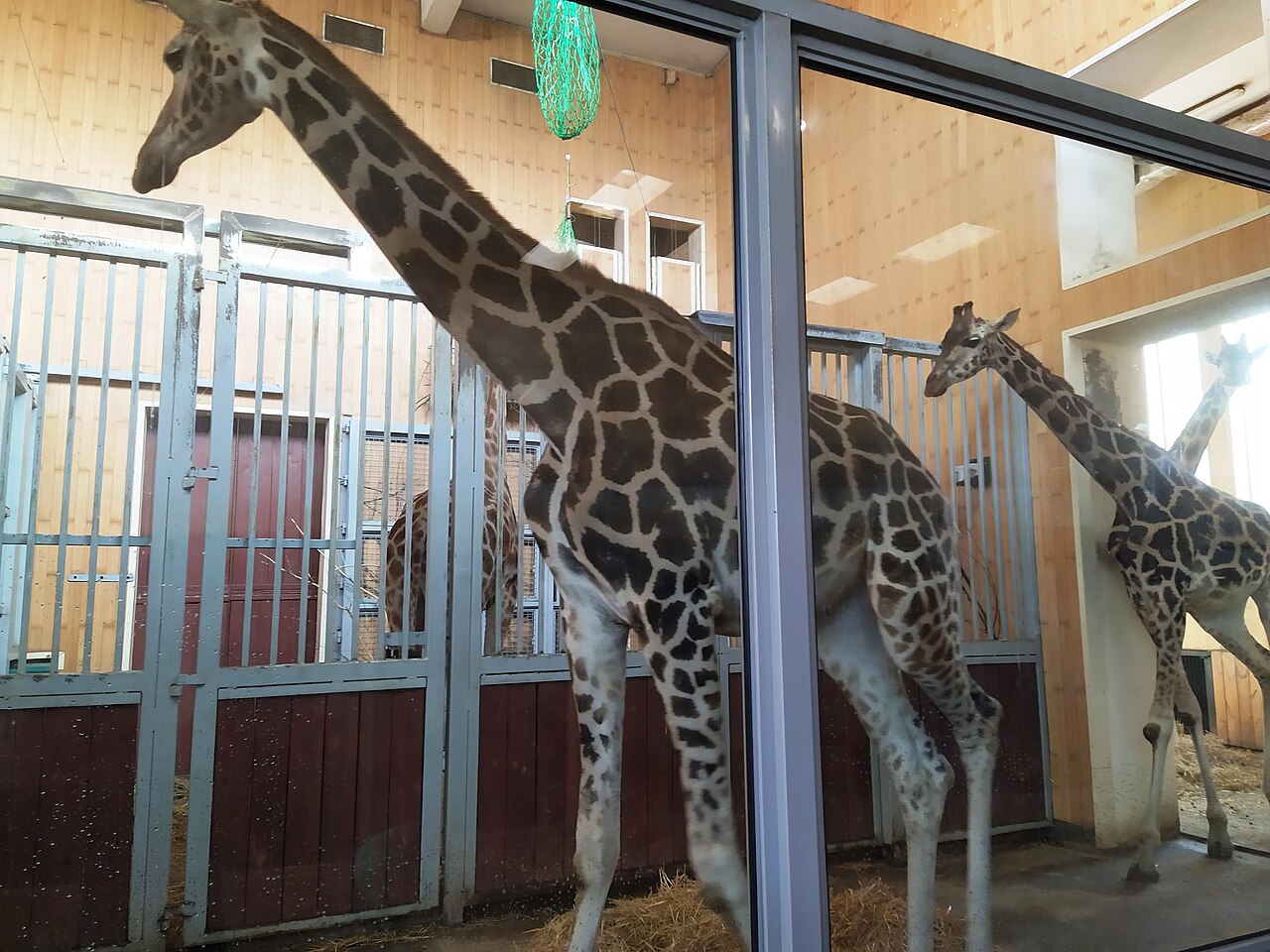 Two giraffes inside the giraffe house at Warsaw Zoo