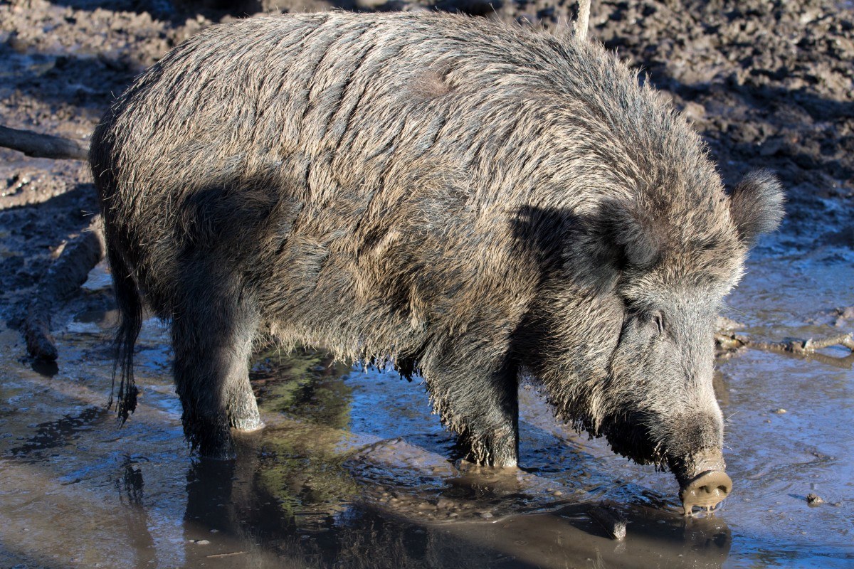A wild boar standing in shallow muddy water