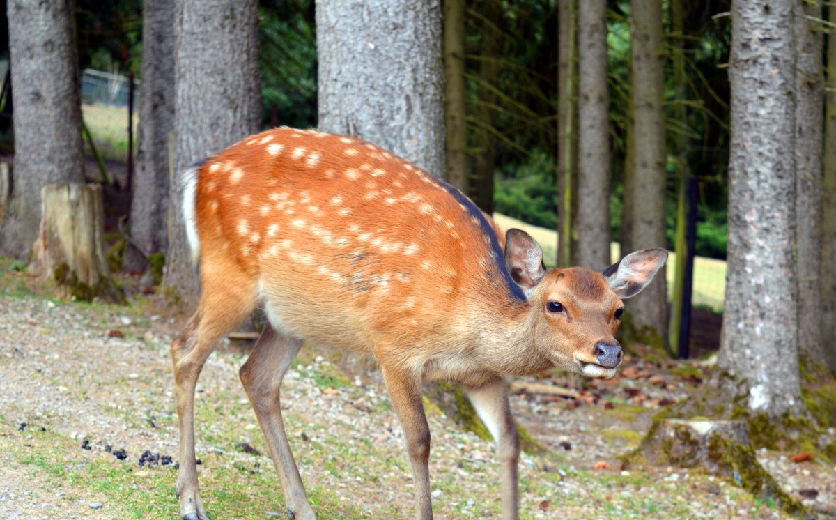 A deer standing among trees in a woodland setting