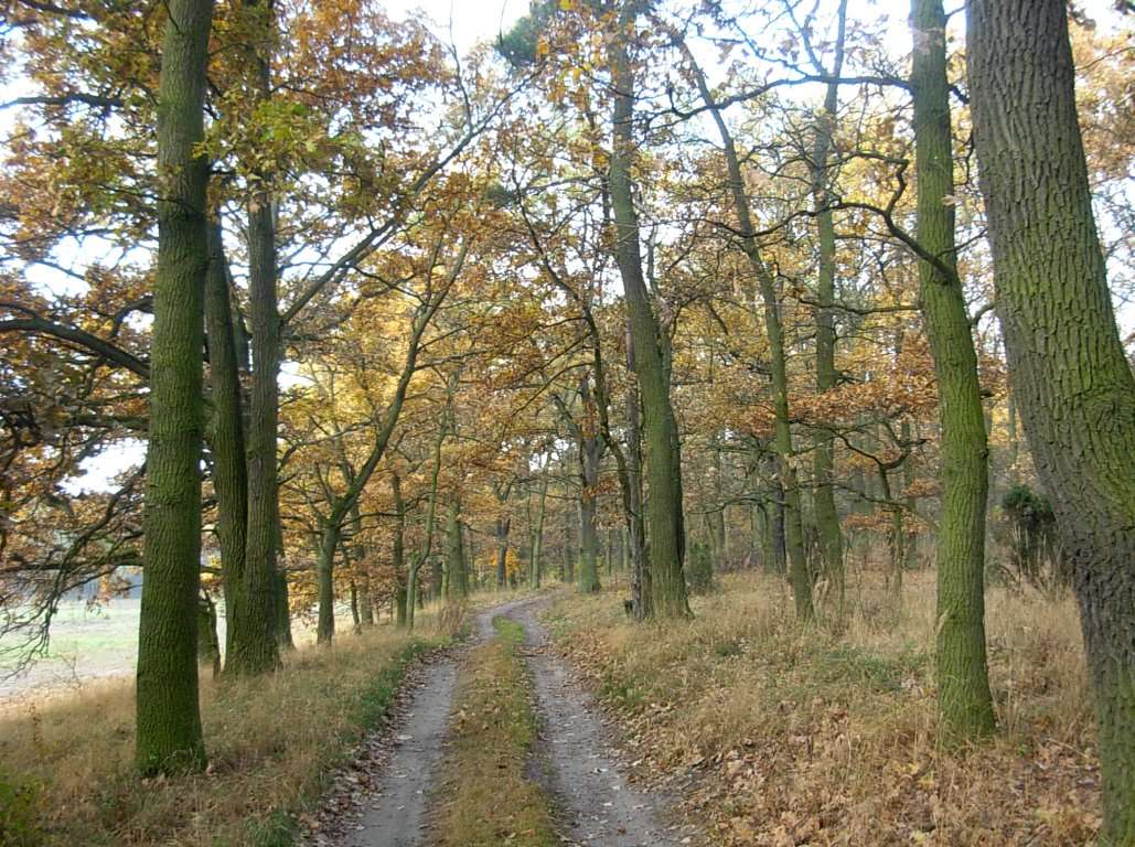 A forest track between oak trees in autumn at Dziki Ostrów