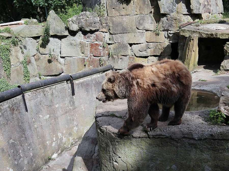 A brown bear walking on a stone ledge in a zoo enclosure