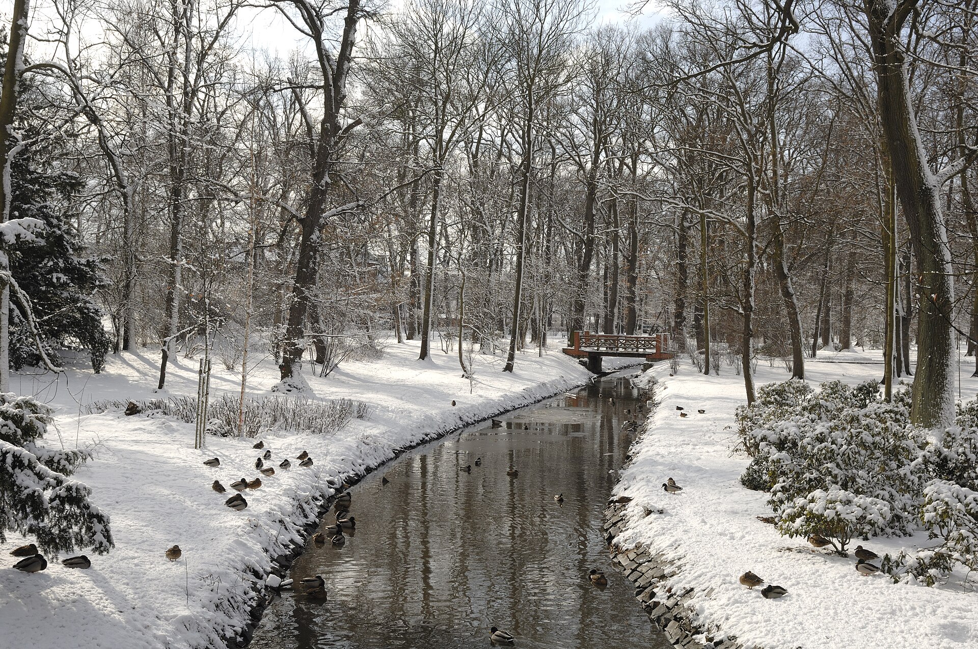 A snow-covered stream running through Park Szczytnicki in Wrocław, with ducks gathered at the water's edge