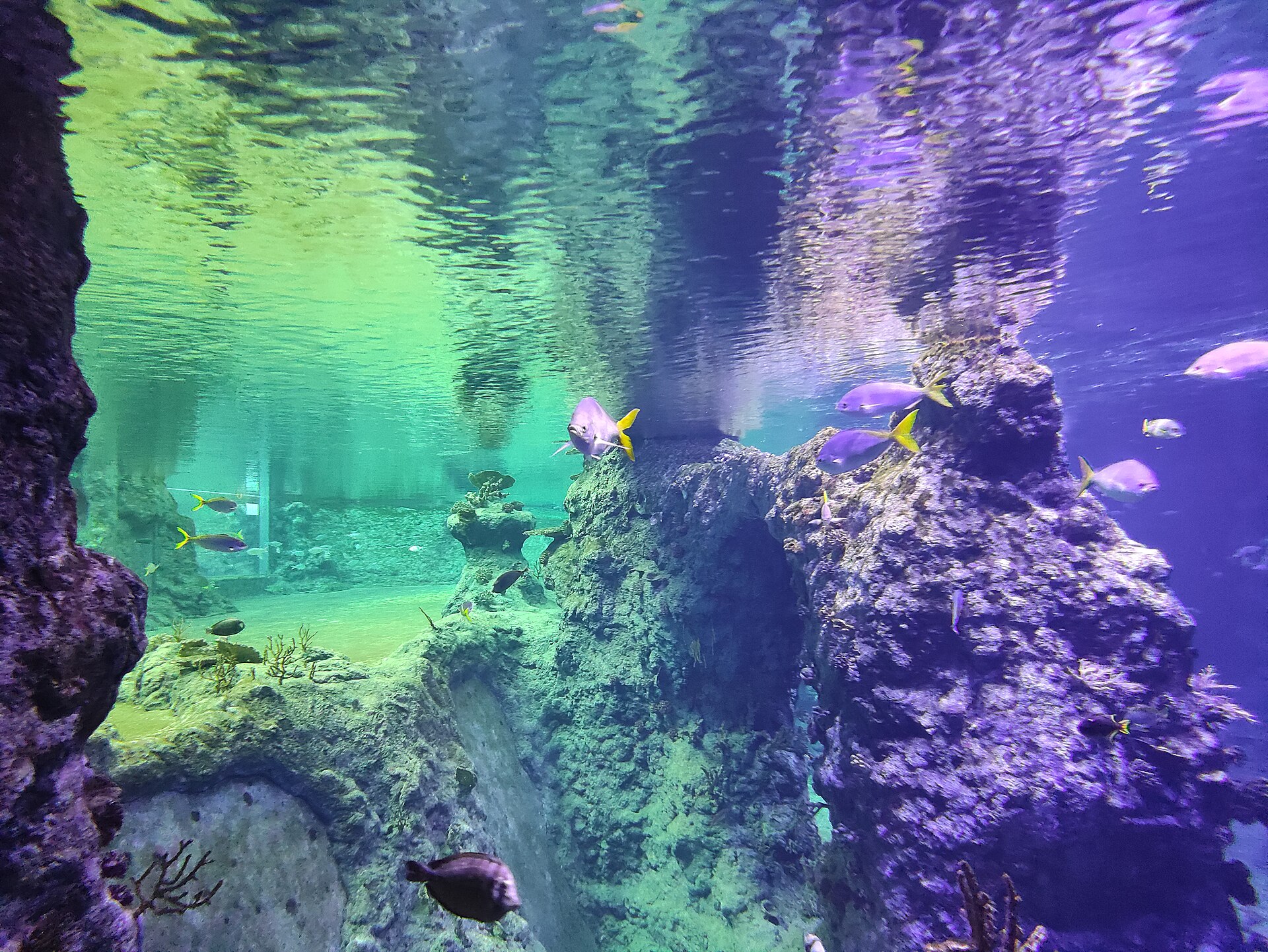 Colourful coral reef fish in the Red Sea section of the Afrykarium