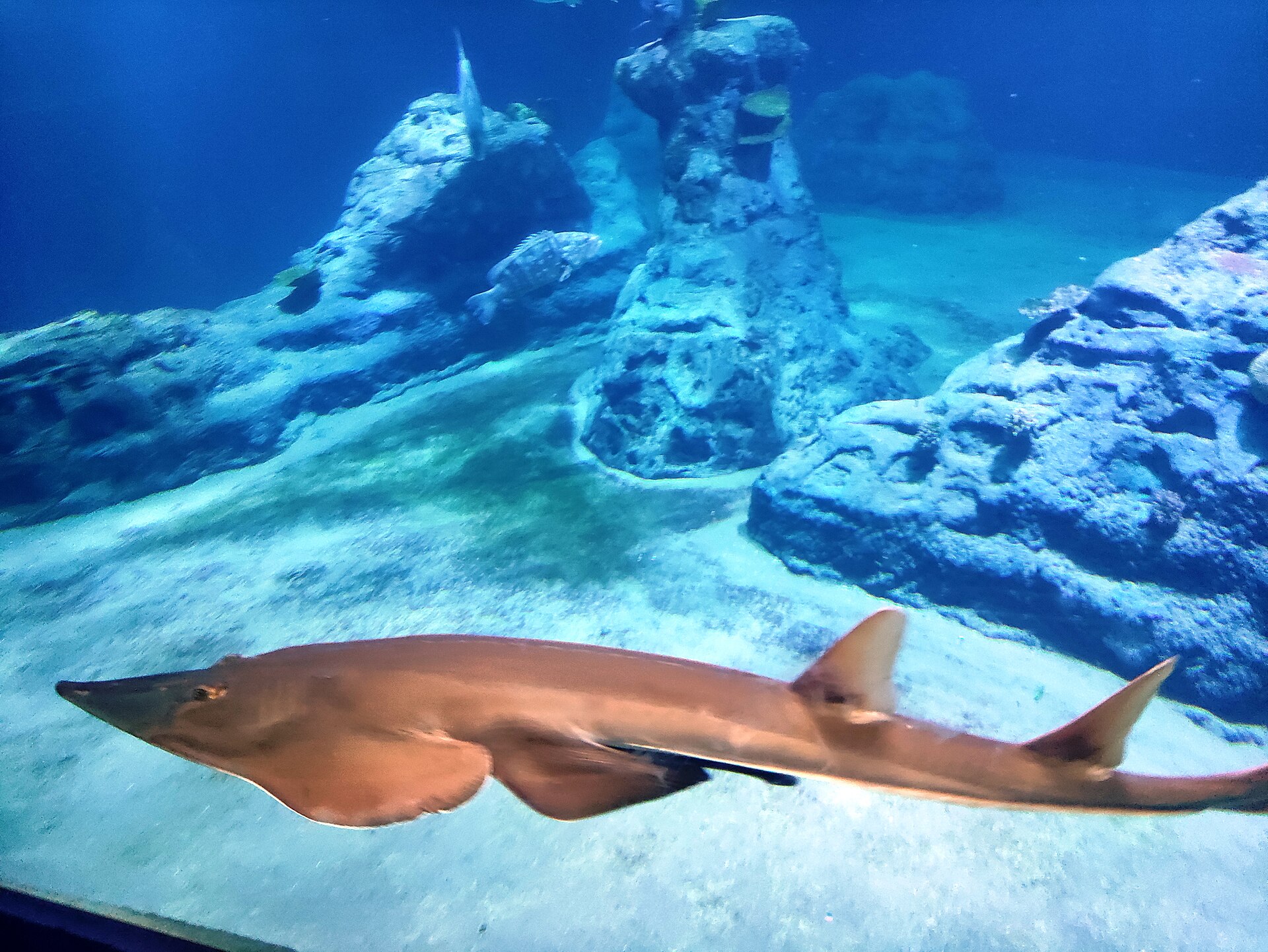 A ray gliding over the Mozambique Channel tank in the Afrykarium at Wrocław Zoo